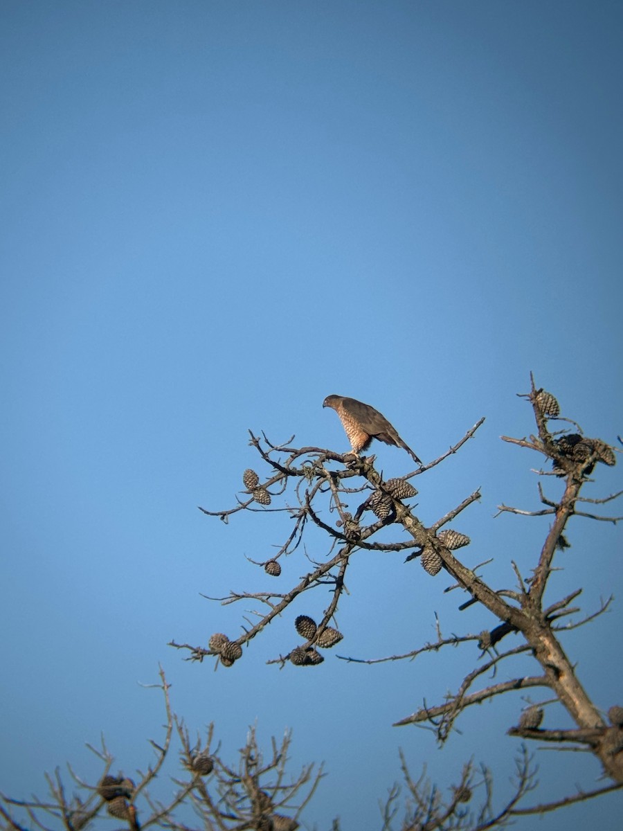 Cooper's Hawk - ML646671841