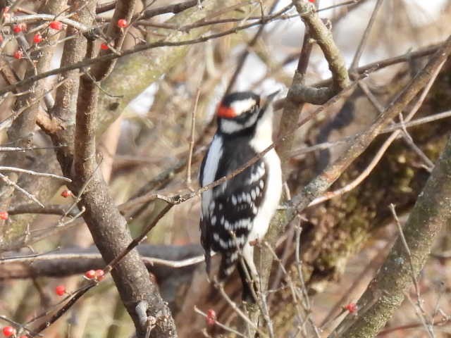 strakapoud osikový - ML646671843