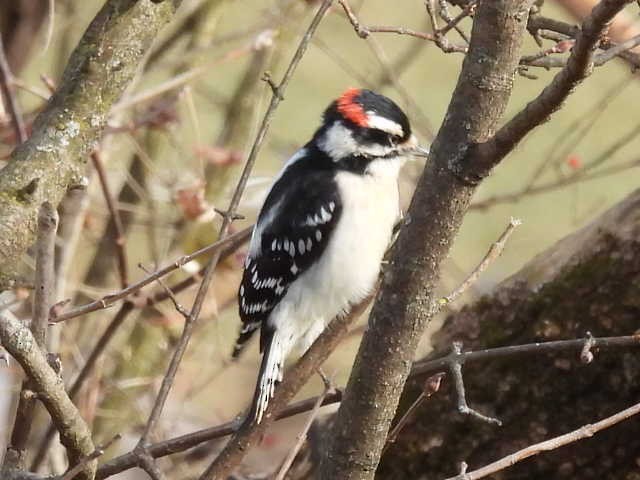 strakapoud osikový - ML646671844