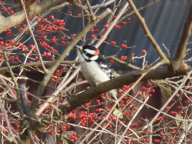 strakapoud osikový - ML646671847