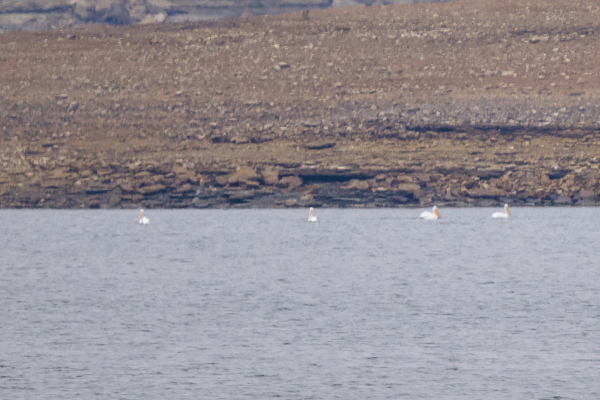 American White Pelican - ML646671851