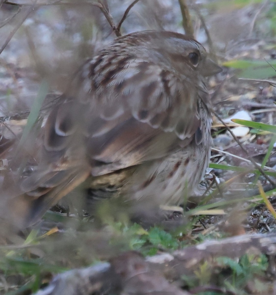 Song Sparrow - ML646671853