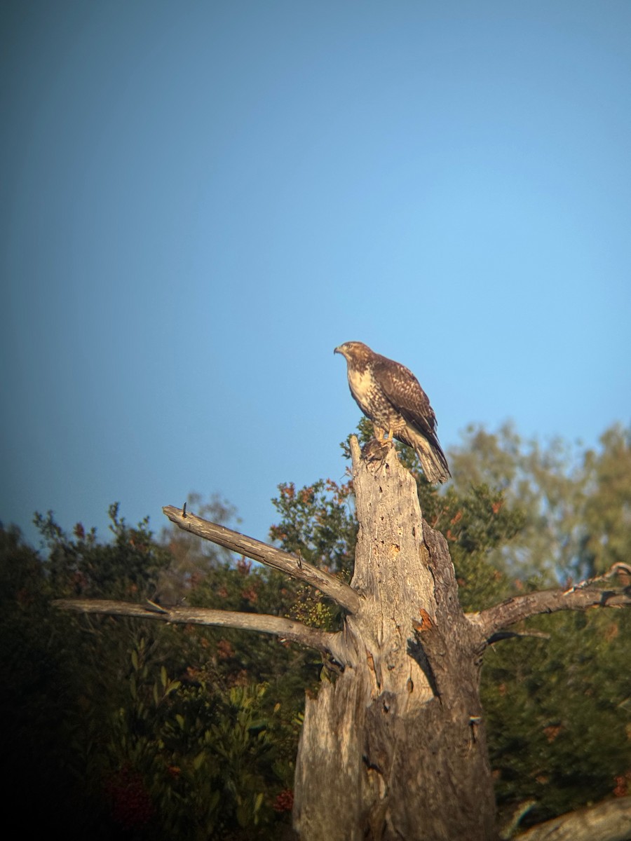 Red-tailed Hawk - ML646671859