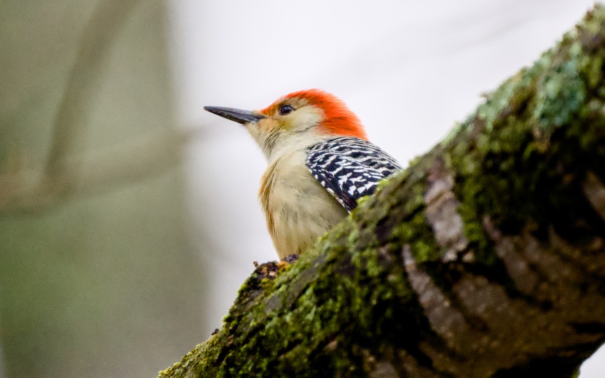 Red-bellied Woodpecker - ML646671861