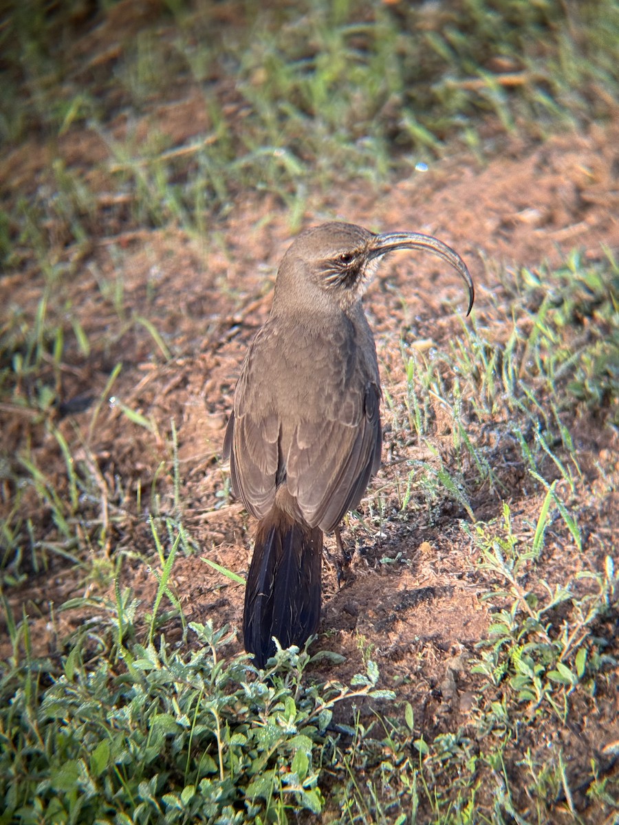 California Thrasher - ML646671867