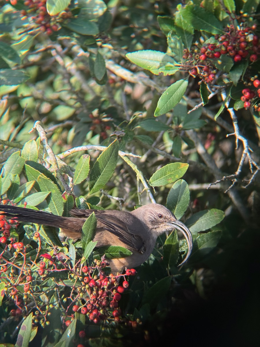 California Thrasher - ML646671868