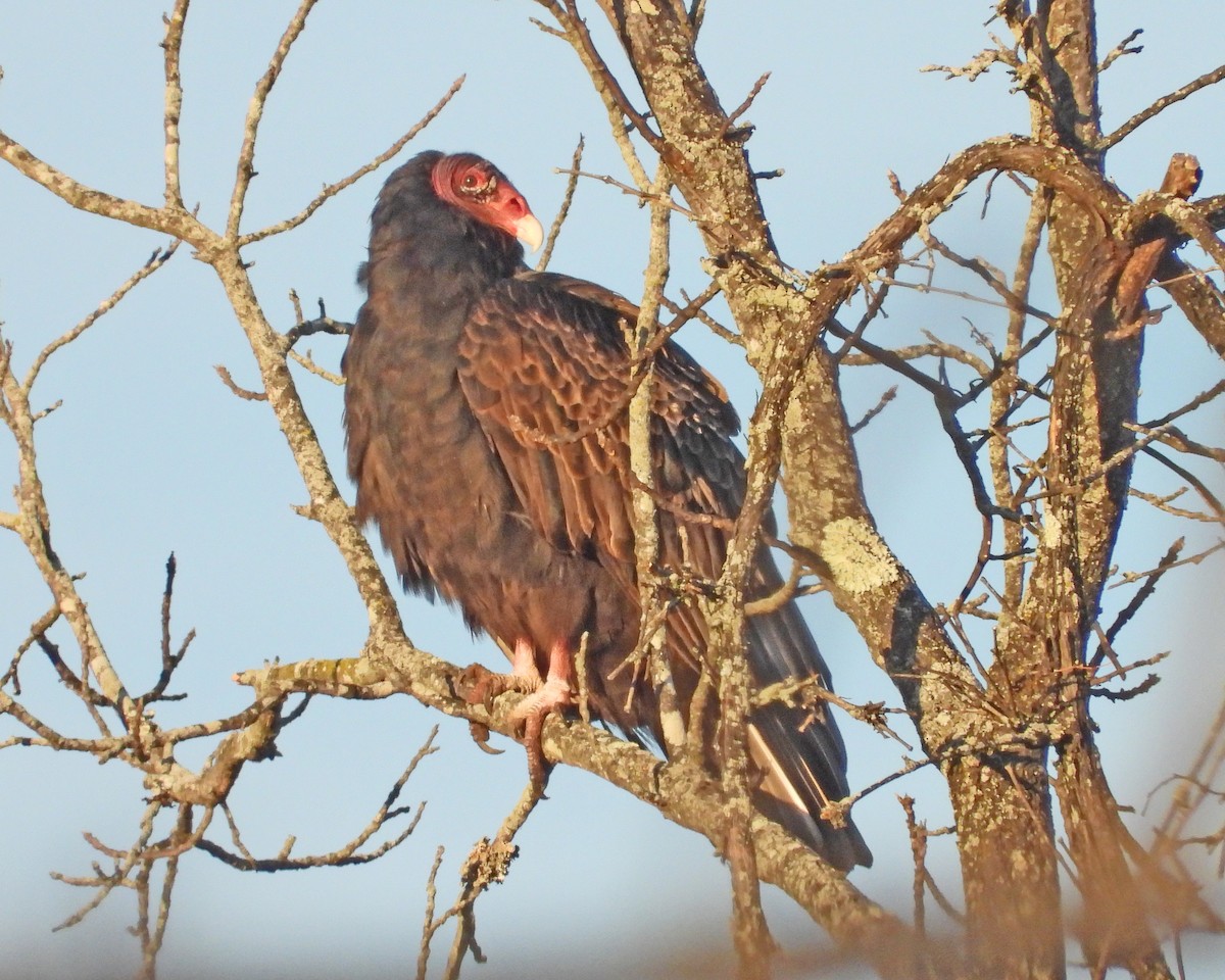Turkey Vulture - ML646671876
