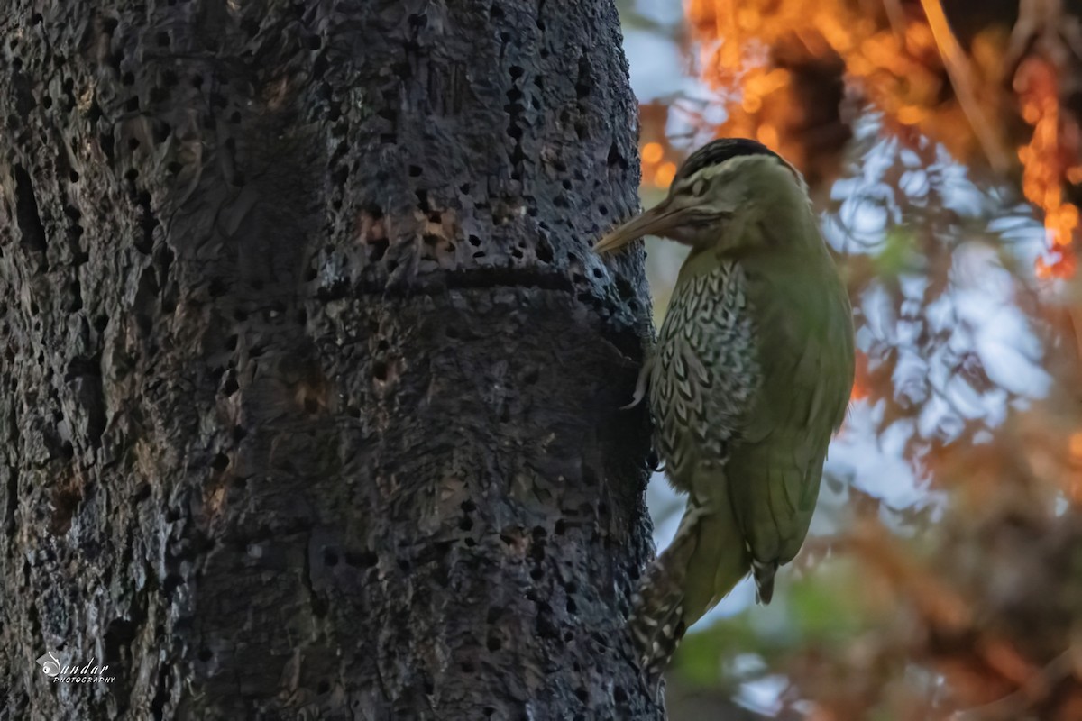 Scaly-bellied Woodpecker - ML646671877
