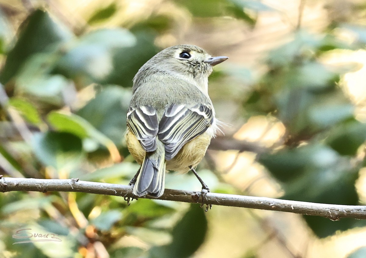 Hutton's Vireo - ML646671878