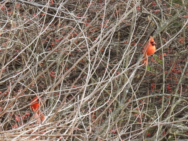 kardinál červený - ML646671881