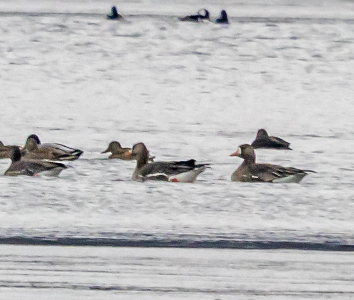 Oie rieuse - ML646671883