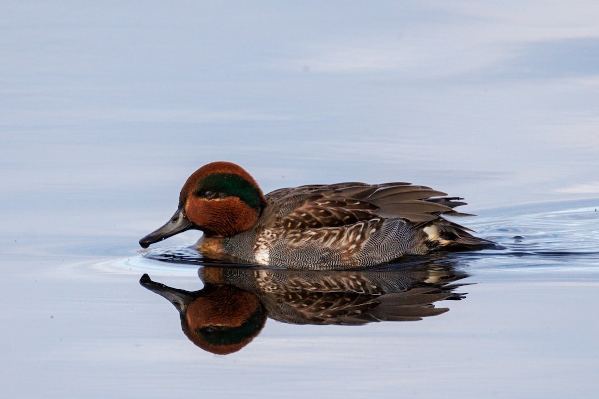 Green-winged Teal - ML646671888