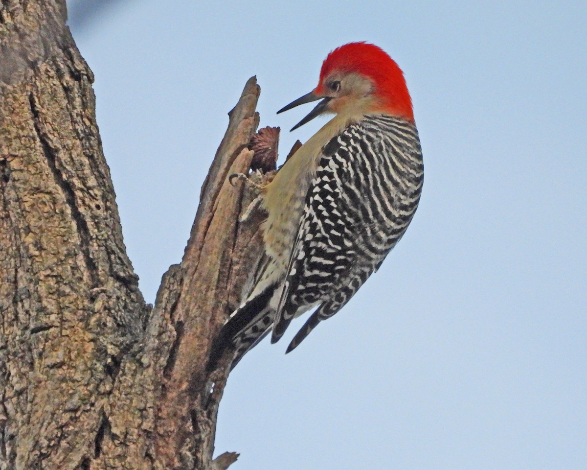 Red-bellied Woodpecker - ML646671889
