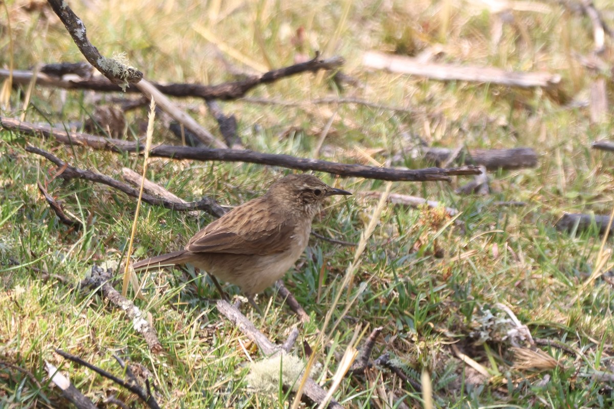 Streak-throated Canastero - ML646671893