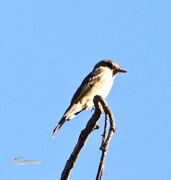 Greater Pewee - ML646671894