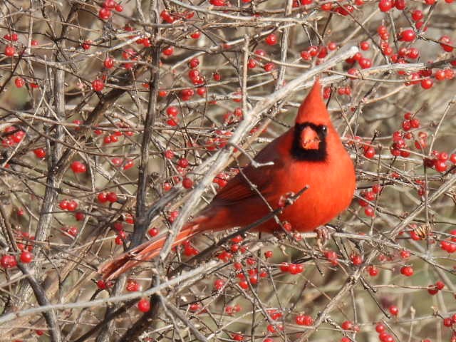 kardinál červený - ML646671896