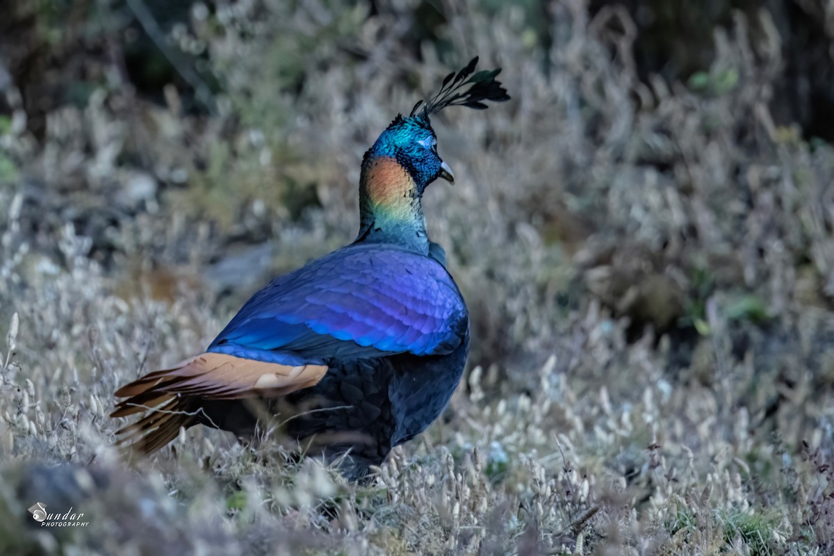 Himalayan Monal - ML646671898