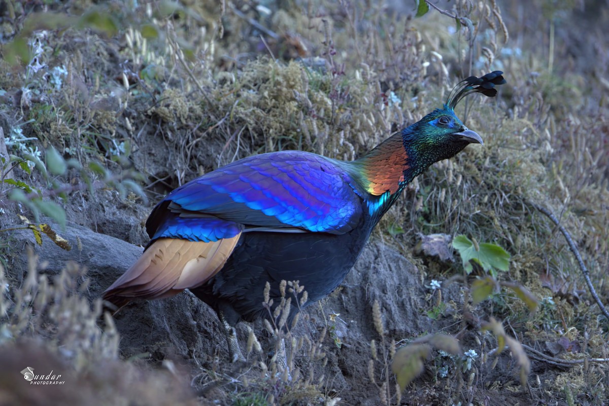 Himalayan Monal - ML646671899