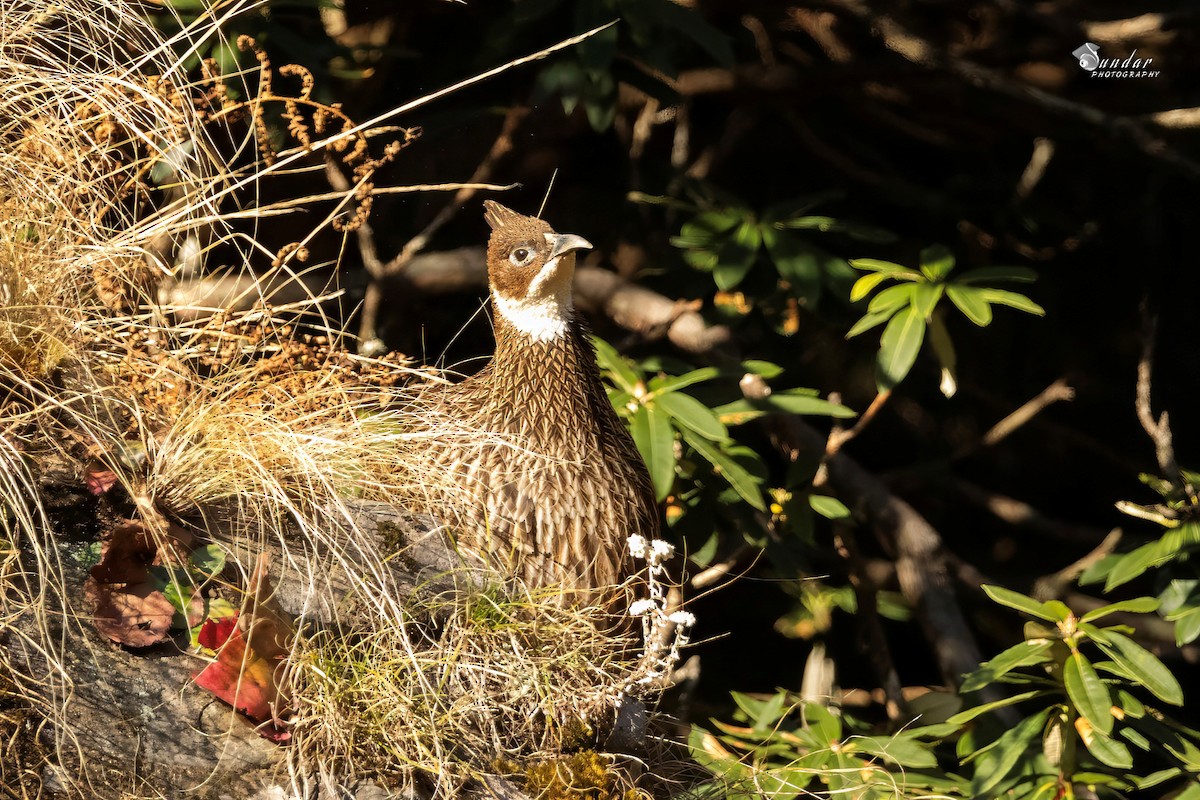 Himalayan Monal - ML646671901