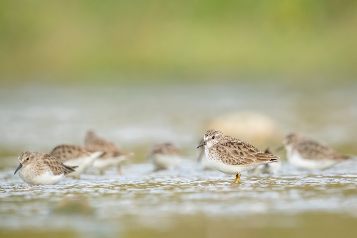 Least Sandpiper - ML646671902
