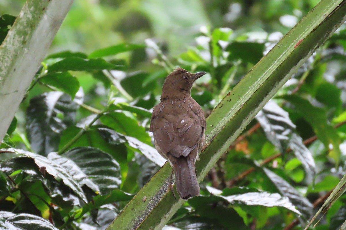 Zorzal Piquinegro - ML646671905