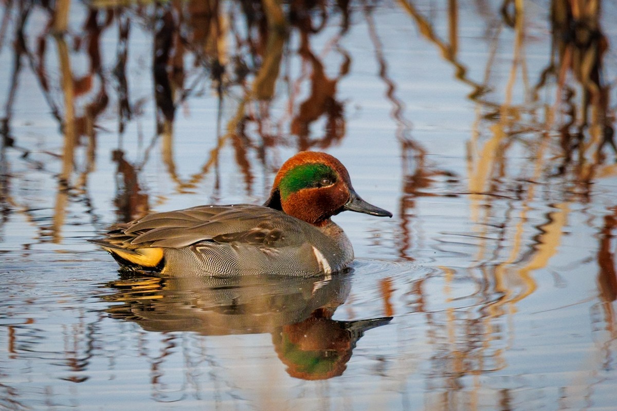Green-winged Teal - ML646671906