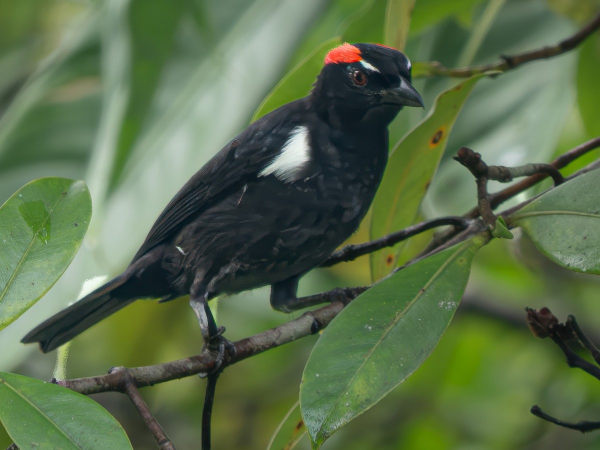 Scarlet-browed Tanager - ML646671907