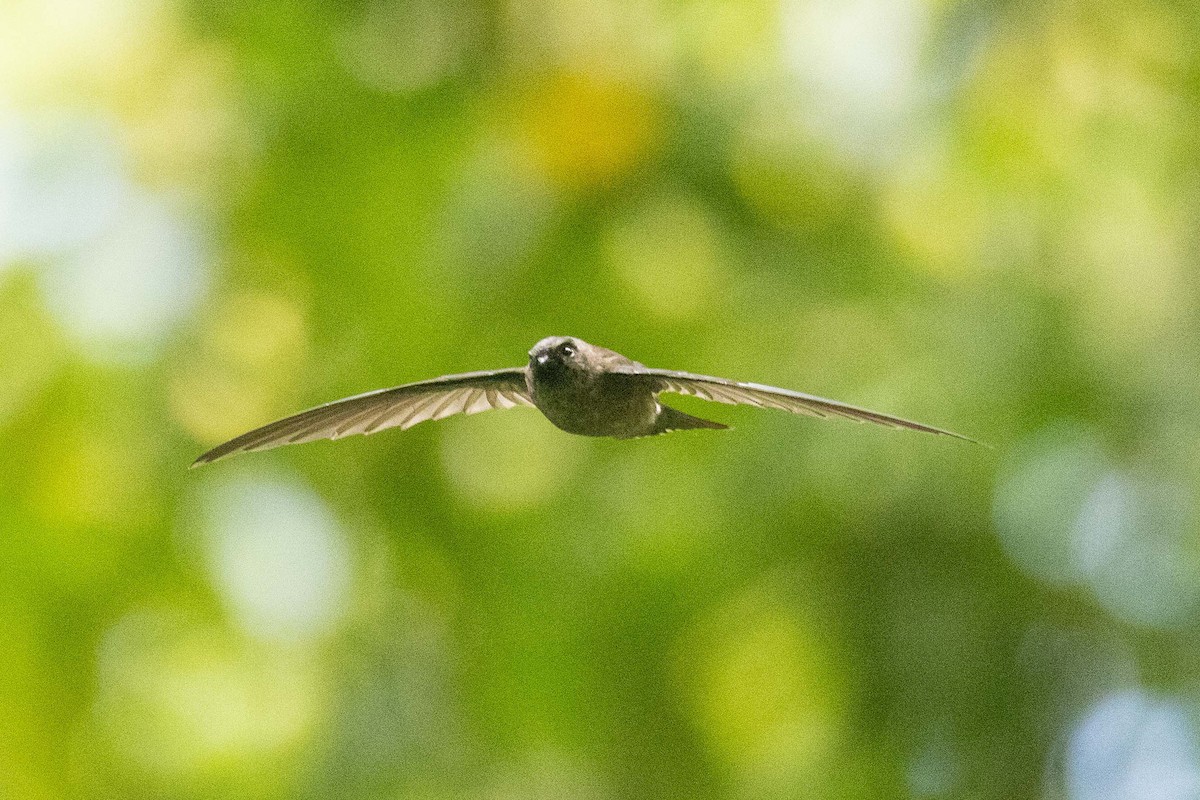 Marquesan Swiftlet - ML646671908
