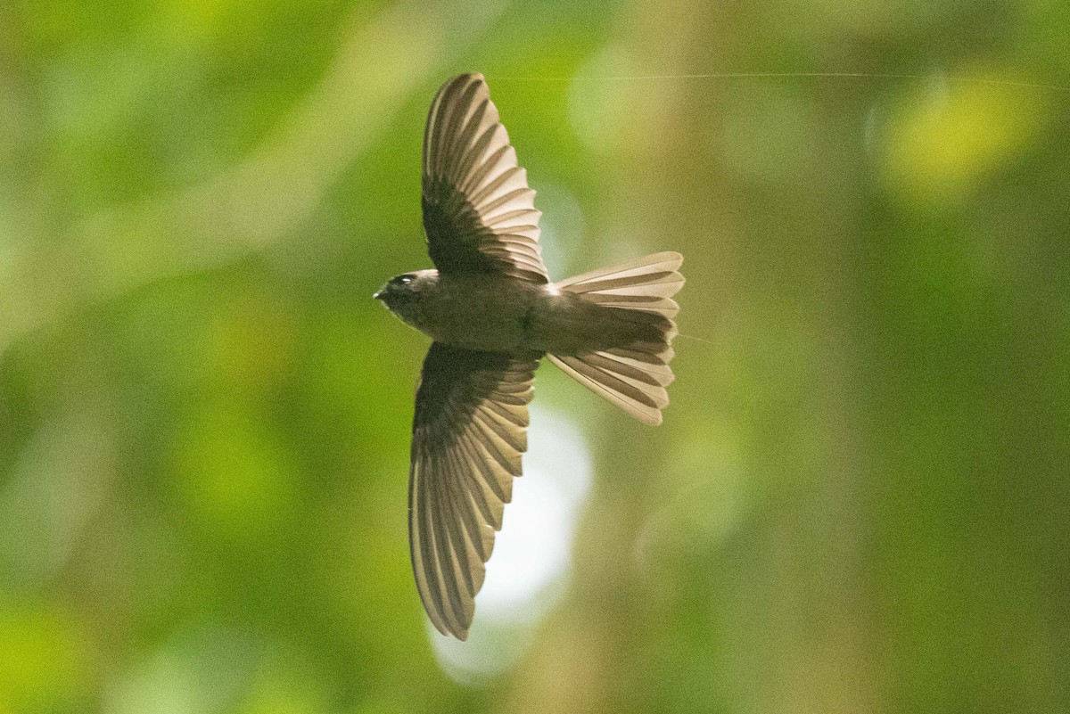 Marquesan Swiftlet - ML646671909