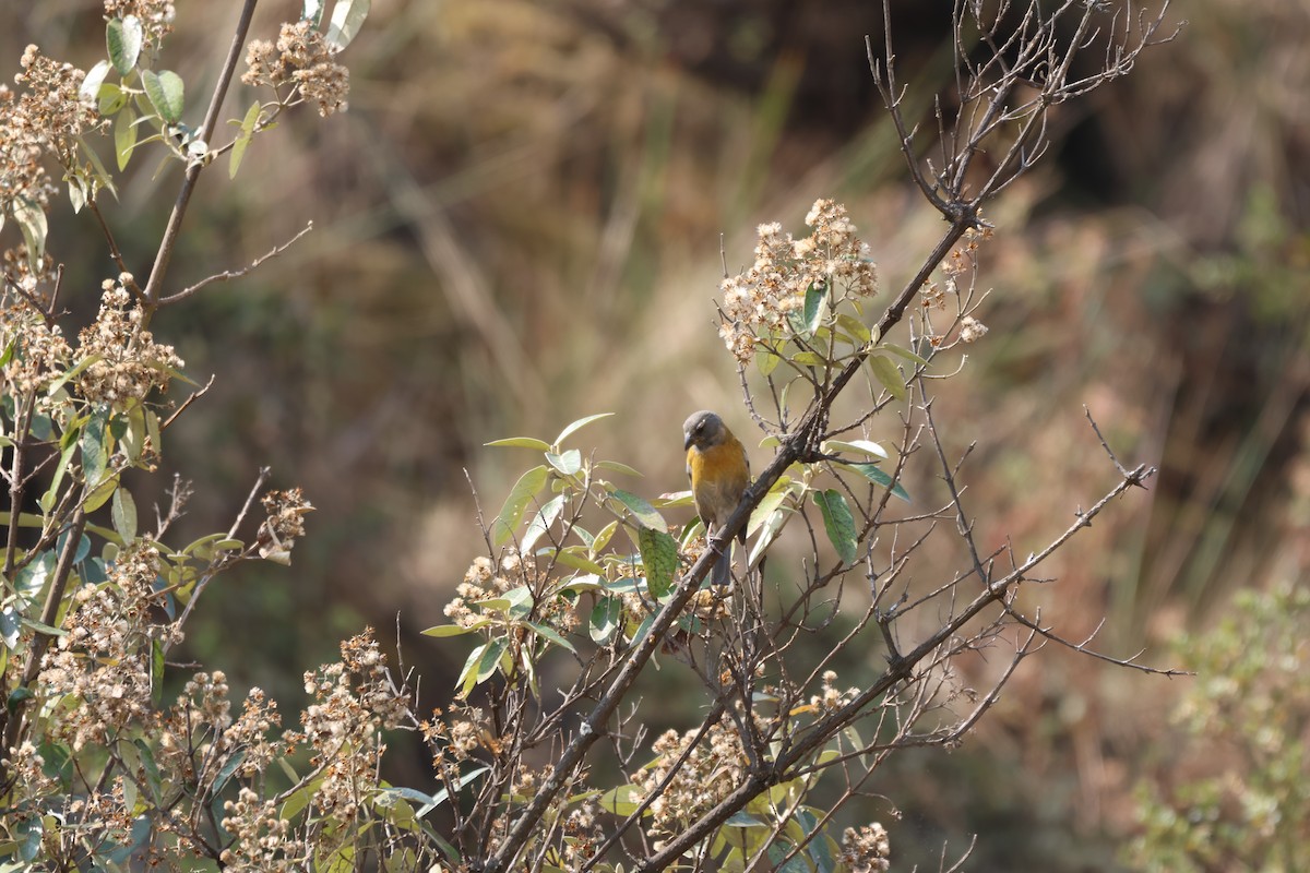 Peru And İspinozu - ML646671910