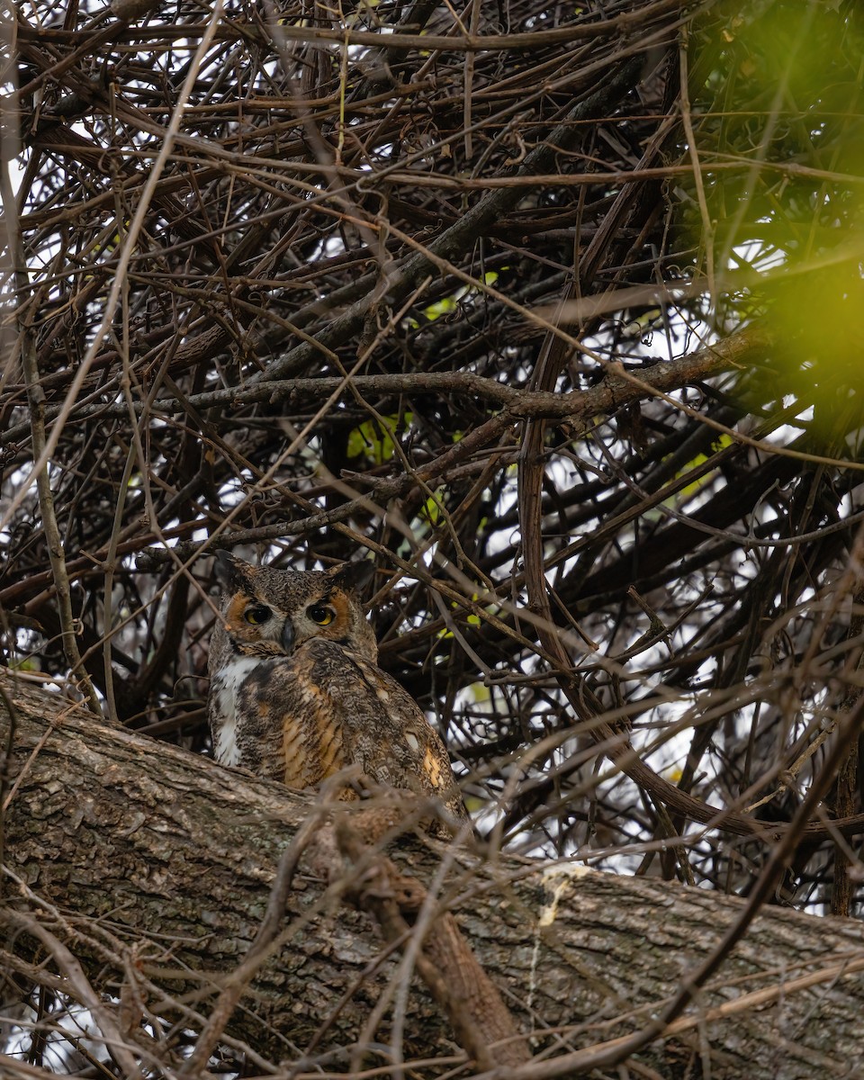 Great Horned Owl - ML646671916