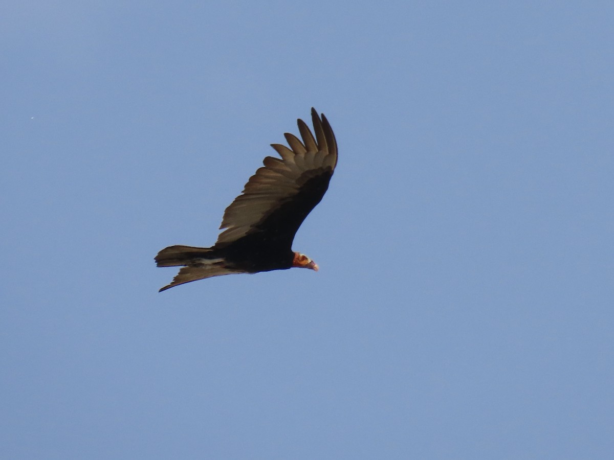 Lesser Yellow-headed Vulture - ML646671917