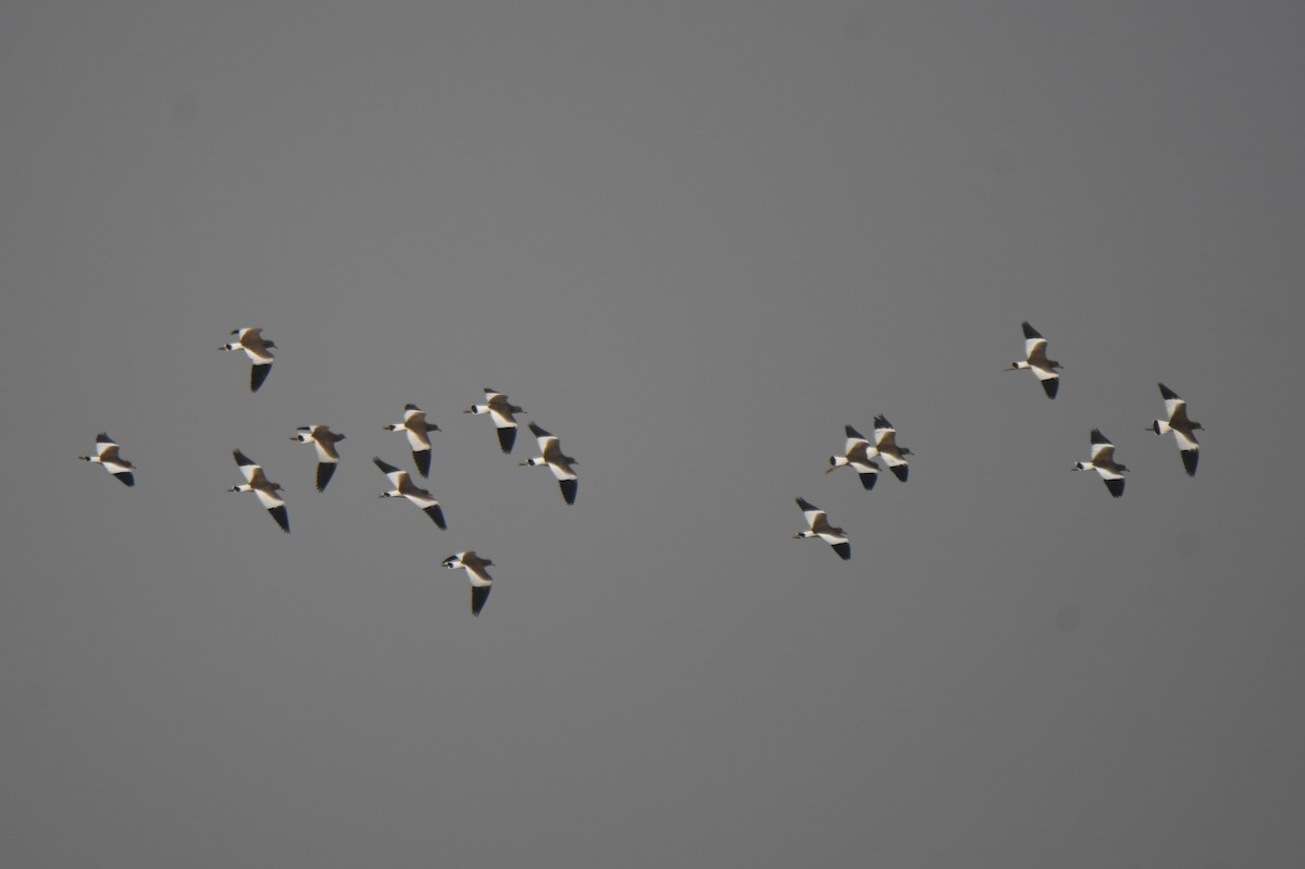 Gray-headed Lapwing - ML646671919