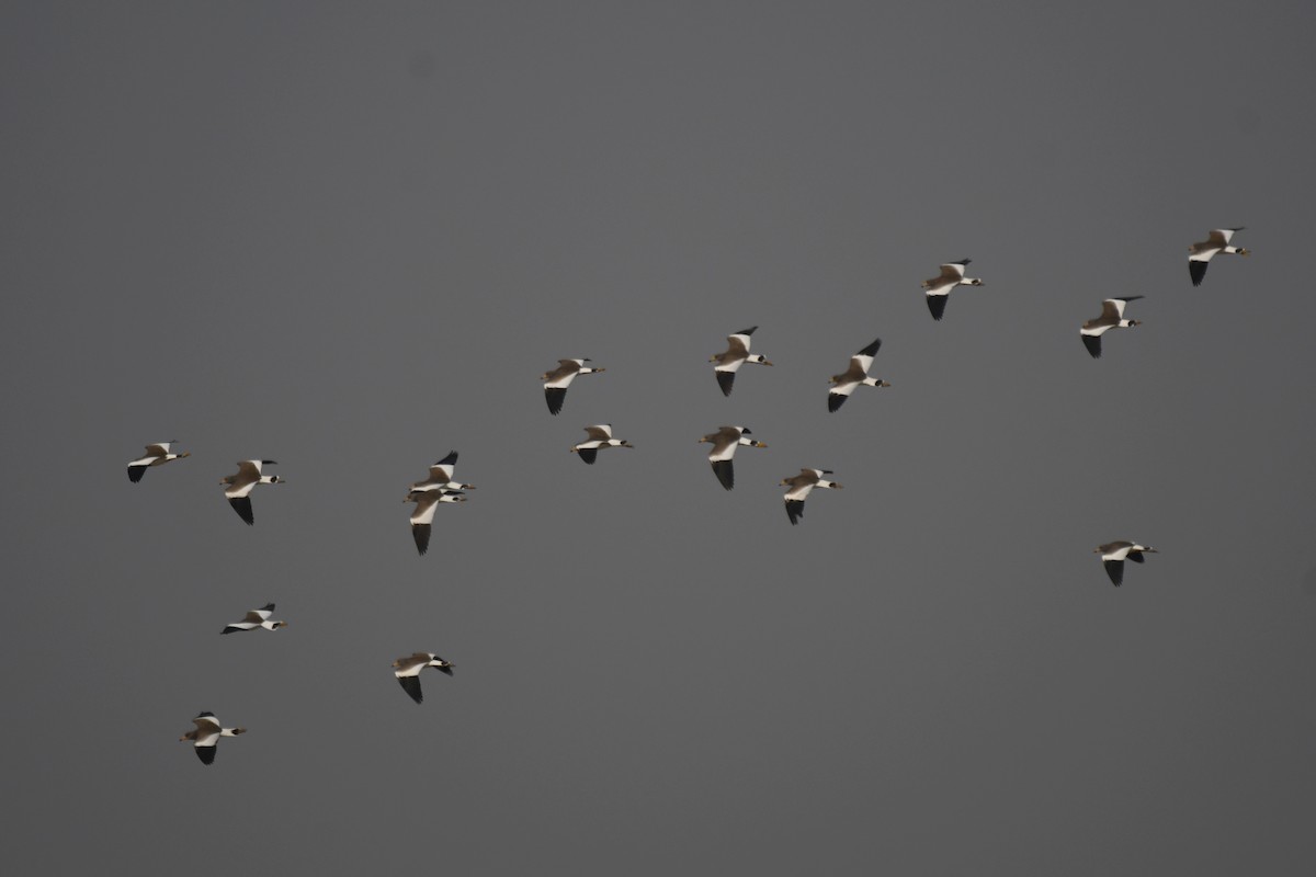 Gray-headed Lapwing - ML646671920