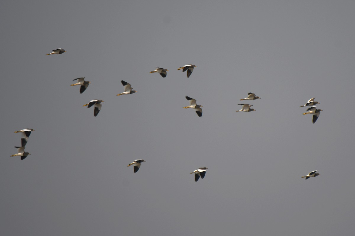 Gray-headed Lapwing - ML646671921