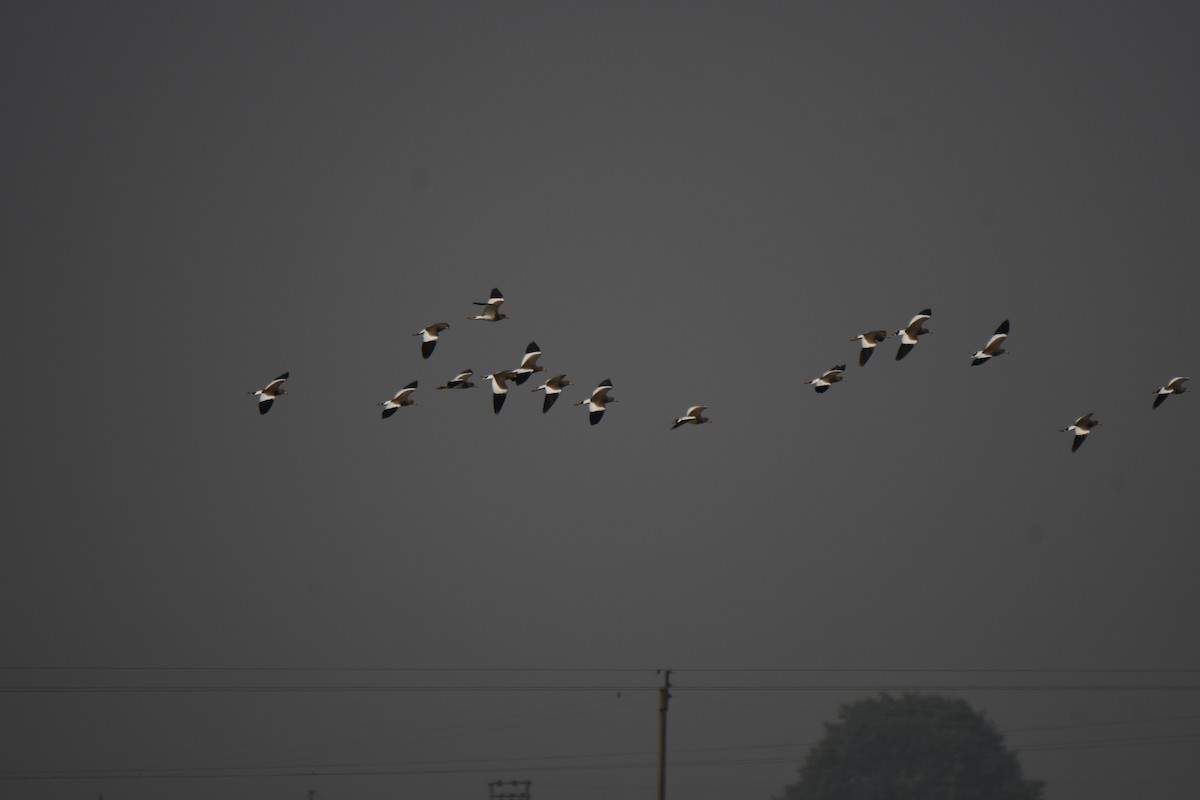 Gray-headed Lapwing - ML646671922