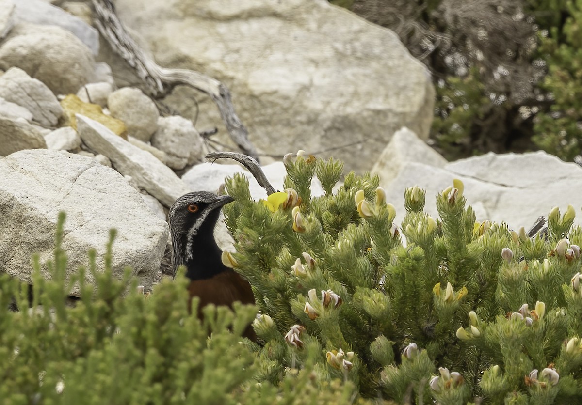 Cape Rockjumper - ML646671923