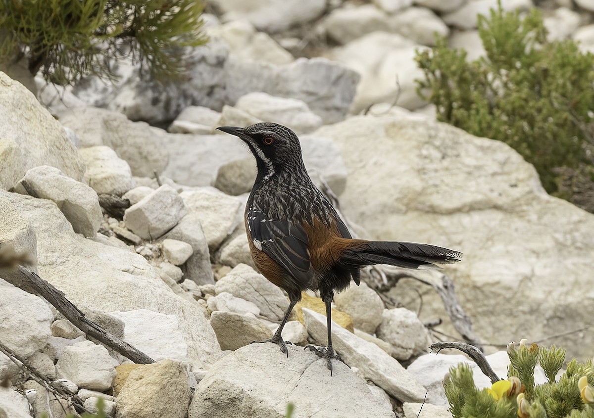 Cape Rockjumper - ML646671924