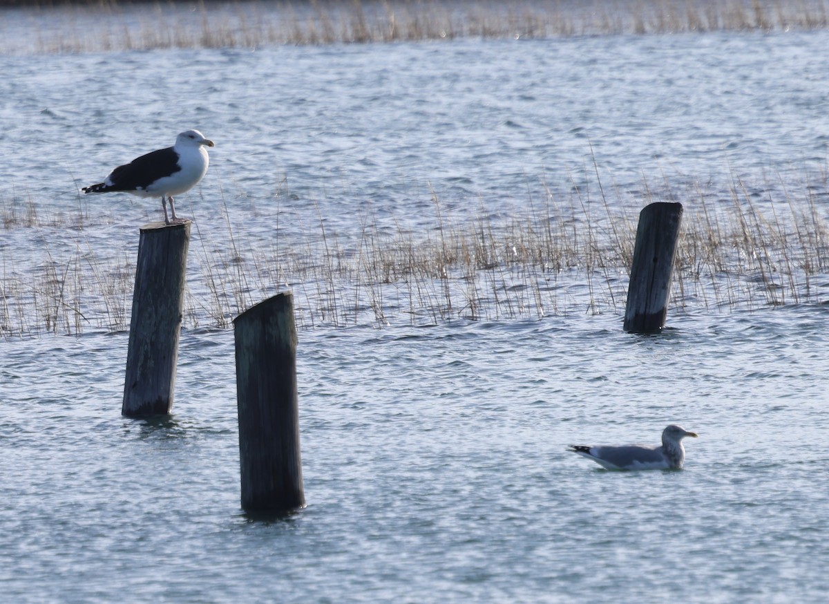 American Herring Gull - ML646671925