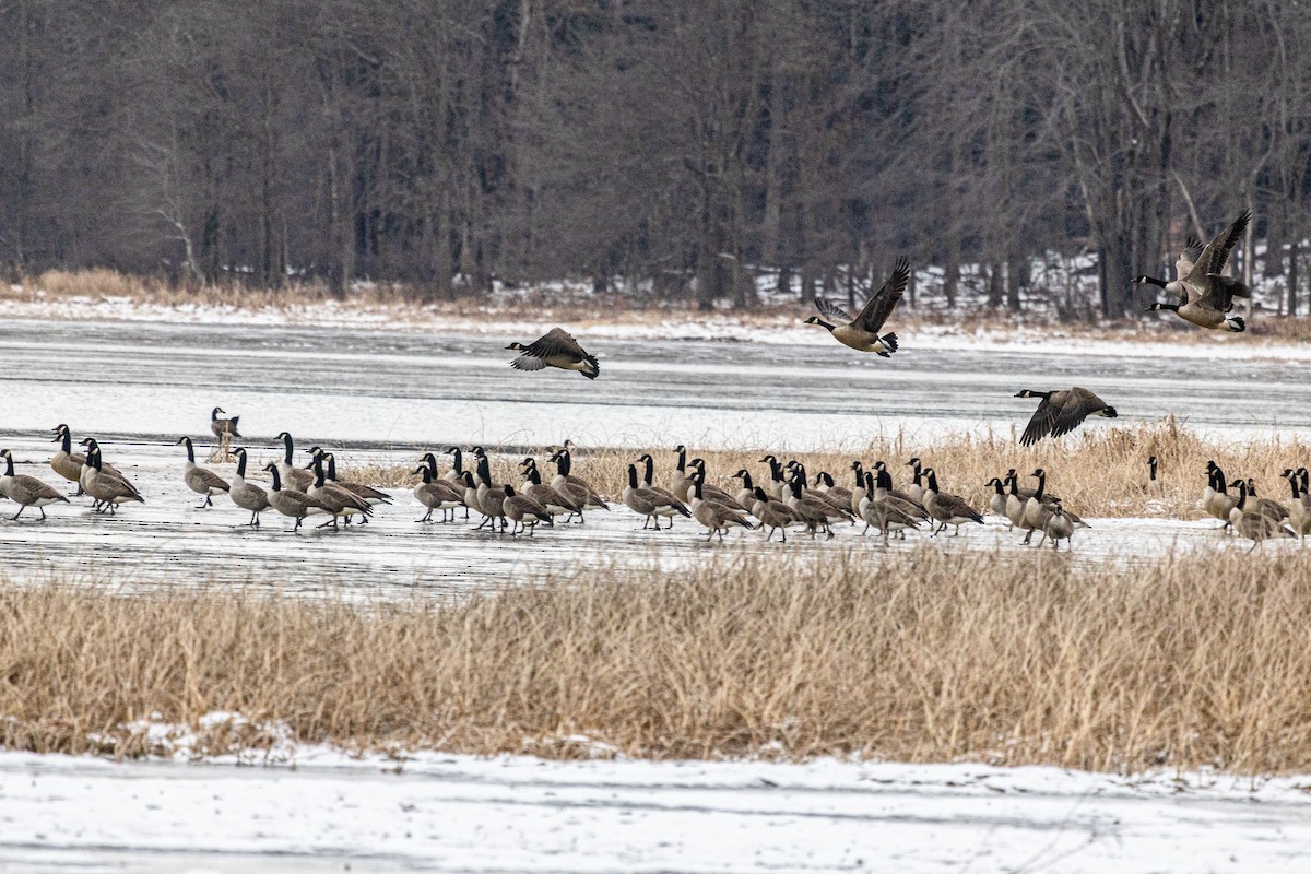 Oca canadese maggiore - ML646671927
