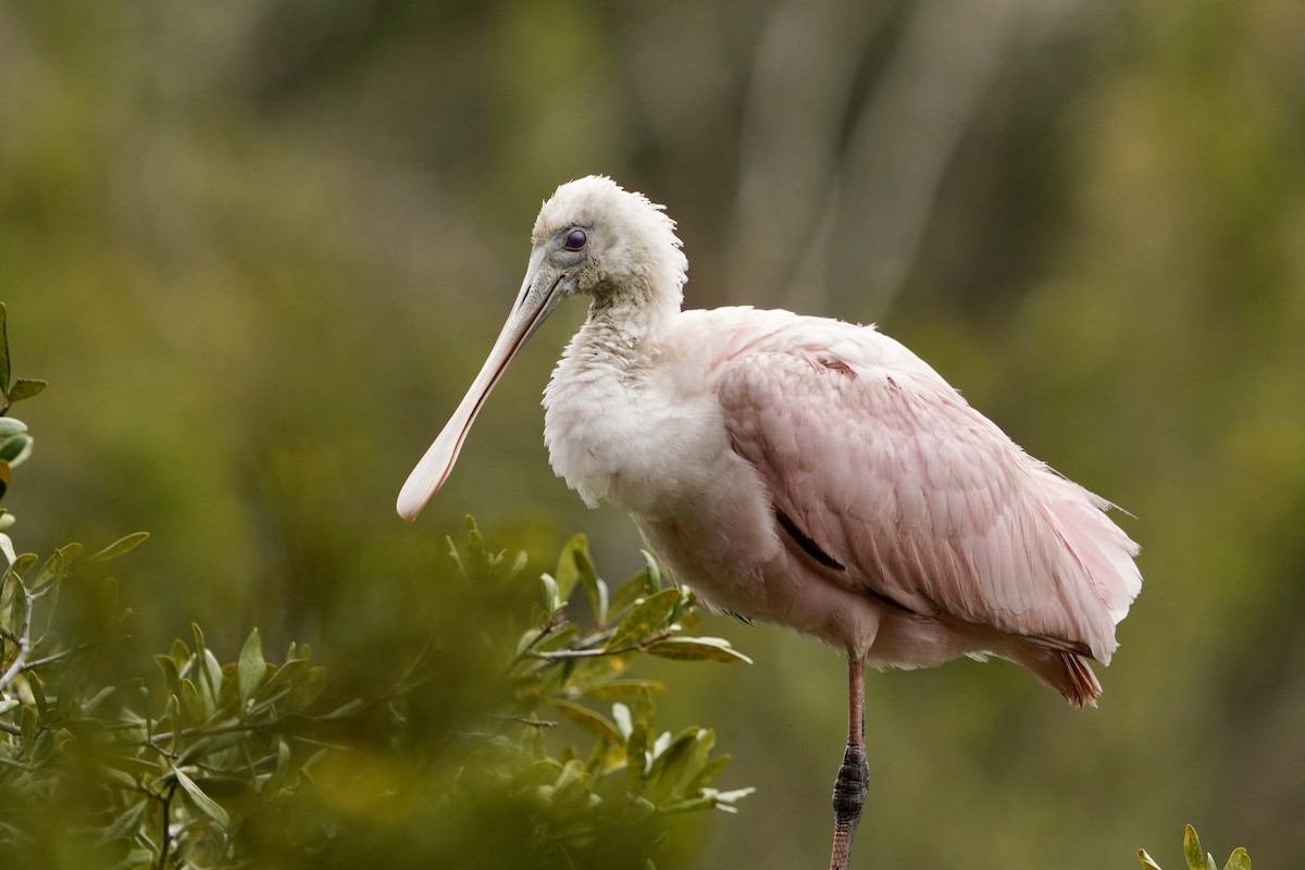 Roseate Spoonbill - ML646671929