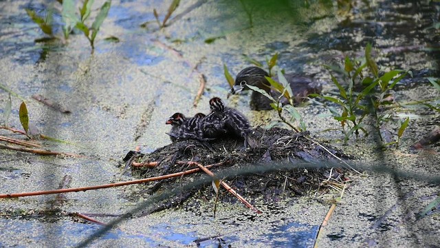 טבלן עקוד-מקור - ML646671934