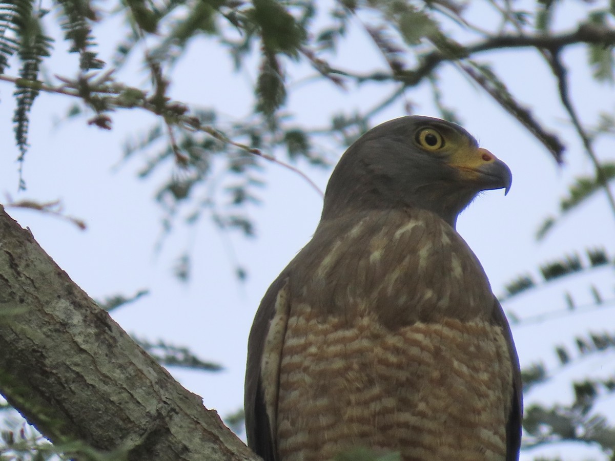 Roadside Hawk - ML646671948
