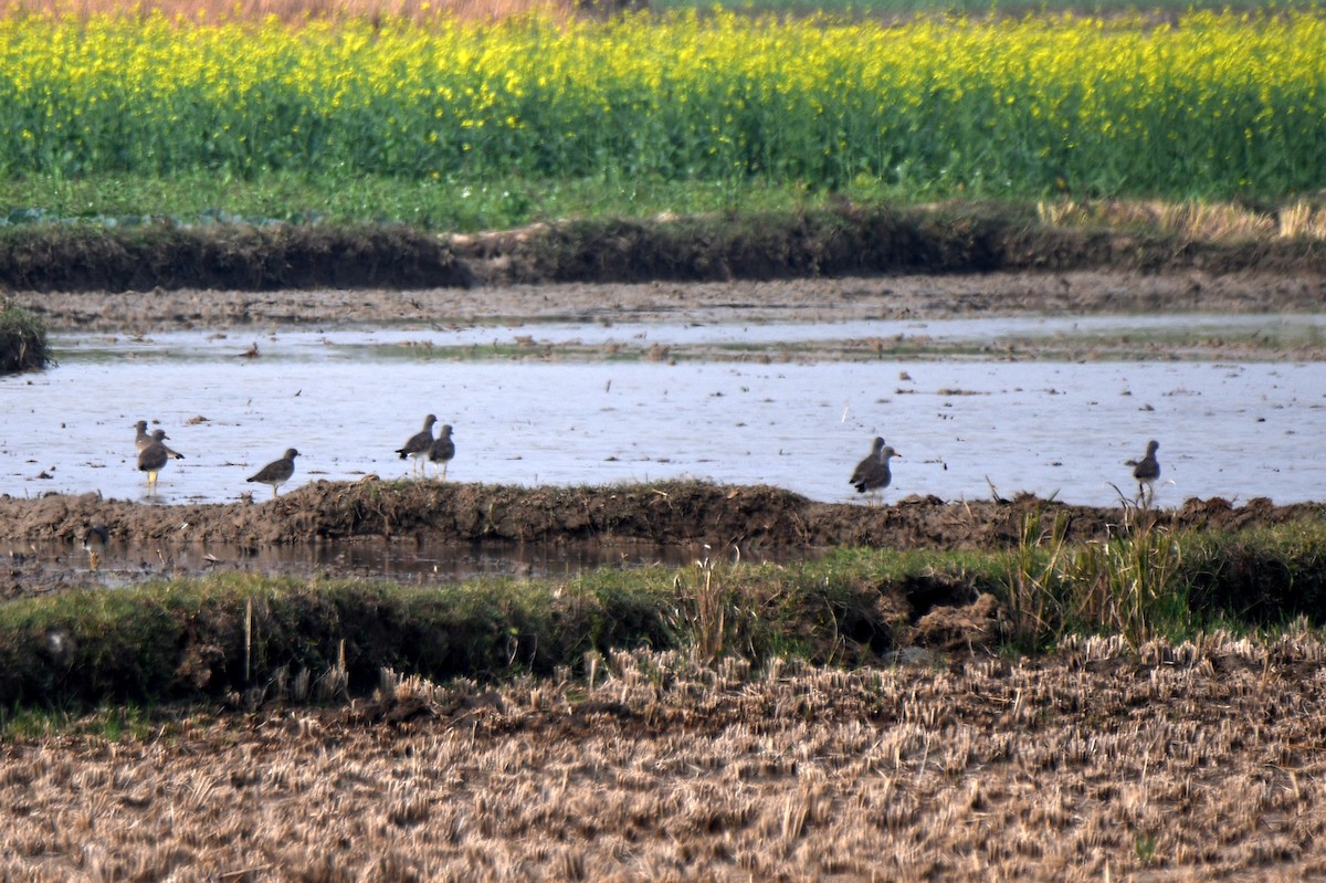 Gray-headed Lapwing - ML646671951