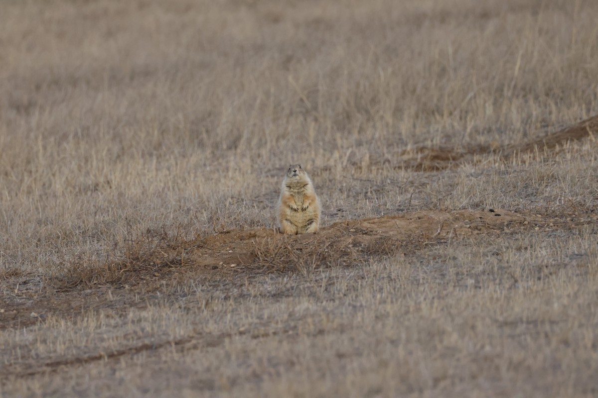 Black-tailed Prairie Dog - ML646671953