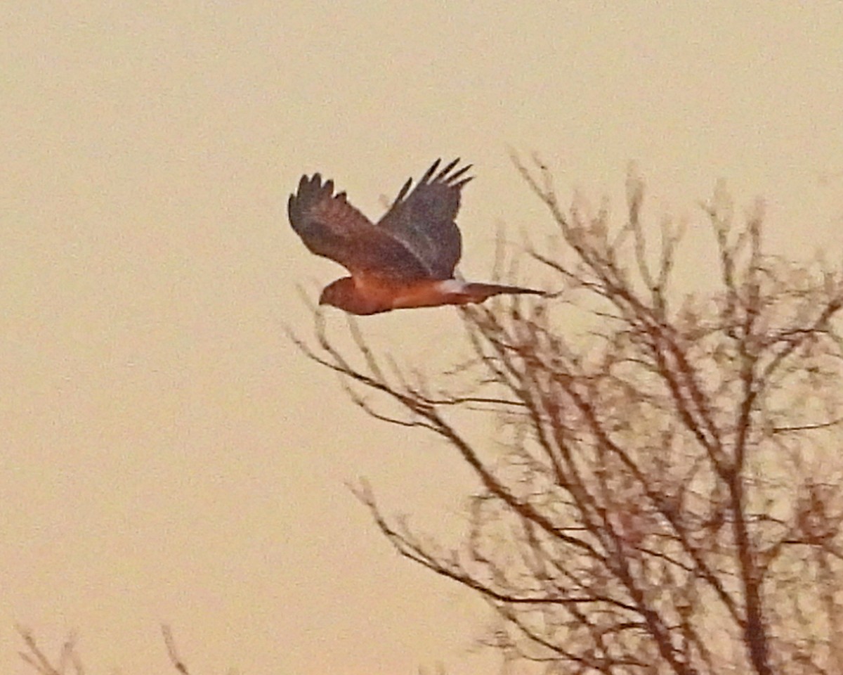 Northern Harrier - ML646671954