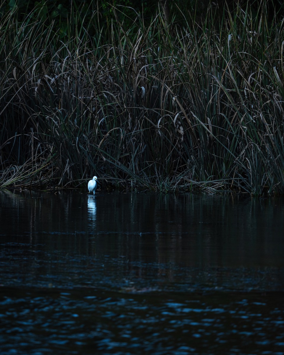 Snowy Egret - ML646671955