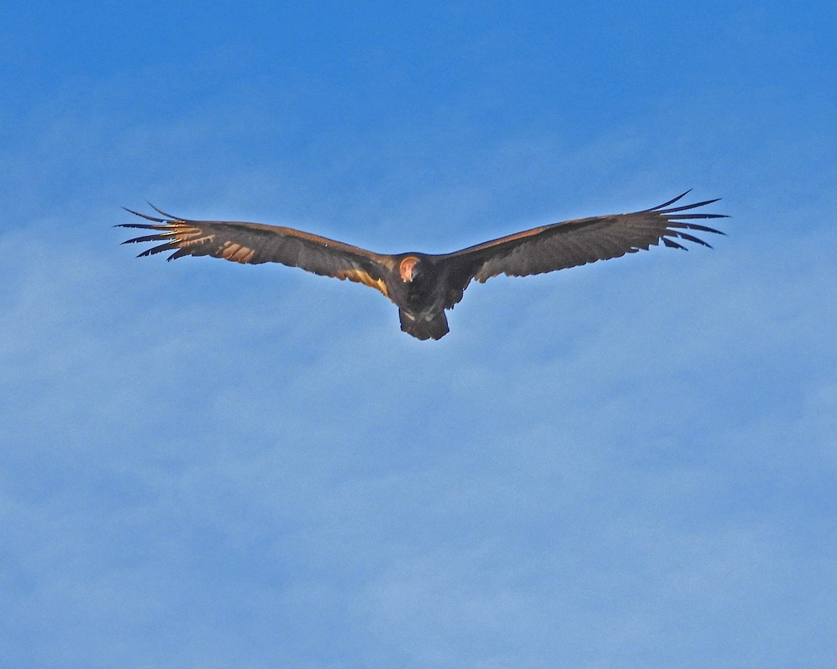Turkey Vulture - ML646671962
