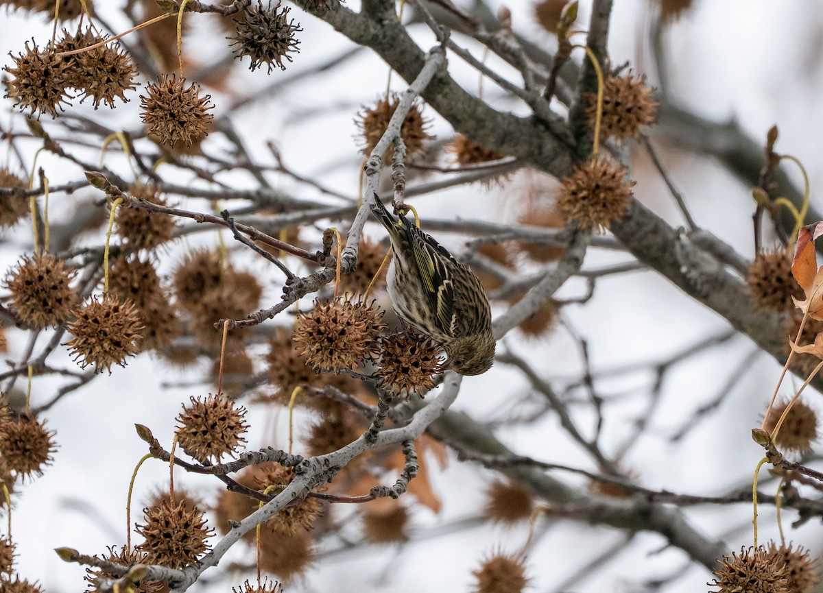 Pine Siskin - ML646671963