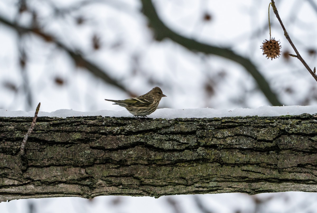 Pine Siskin - ML646671964